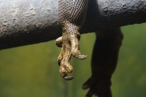 claw-dragon-iguana-reptile-65672
